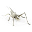 White Brass Grasshopper